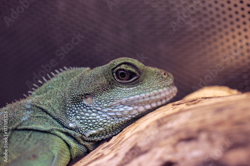 green lizard portrait - chinese water dragon