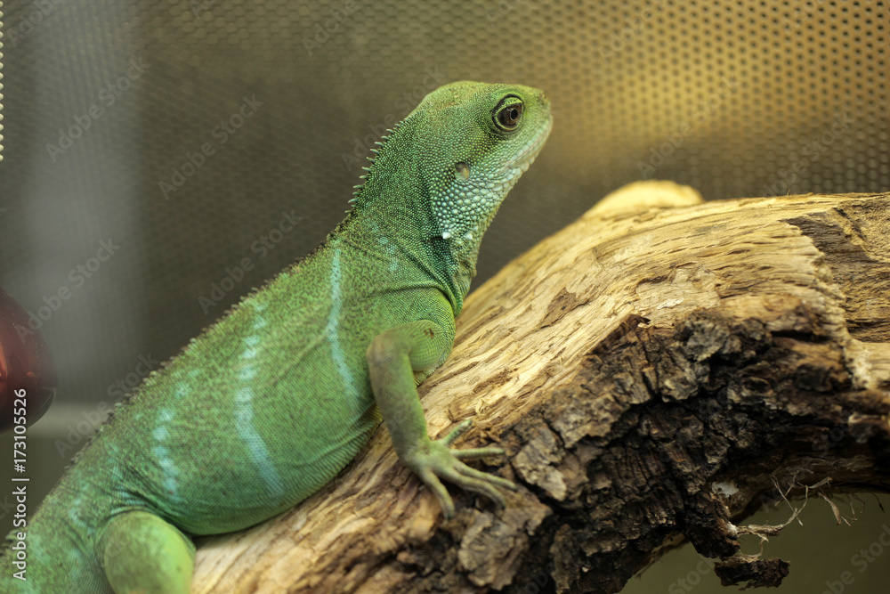 Fototapeta premium green lizard portrait - chinese water dragon