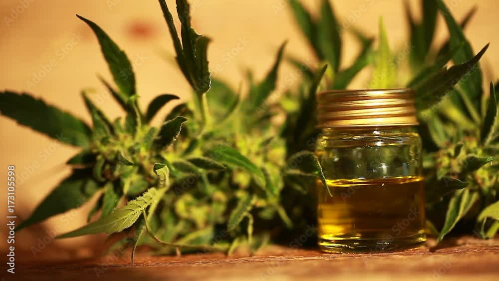 cannabis and hemp oil cannabis and hemp oil