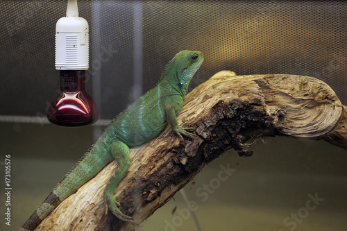 green lizard in a terrarium with red bulb- chinese water dragon