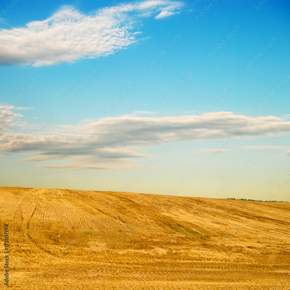 Fototapeta premium Agricultural landscape with gently sloping hill. Field under the stubble after harvesting grain