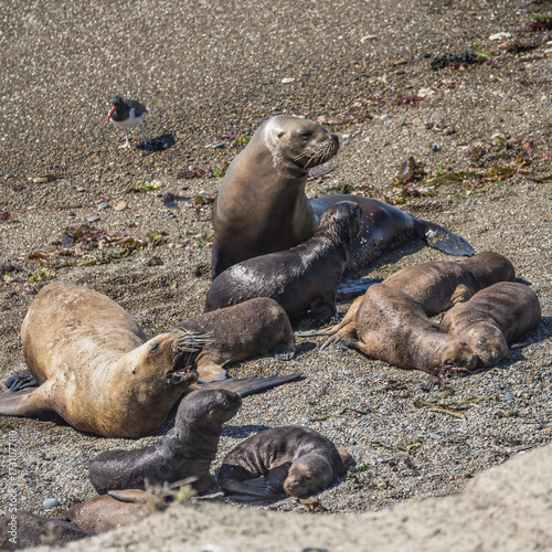 Colony of sea lions and elephant seals at Peninsula Valdes, Patagonia