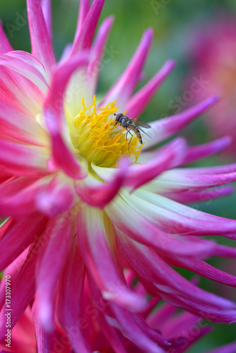 Fototapeta Naklejka Na Ścianę i Meble -  Cactus Dahlia with Insect visiting