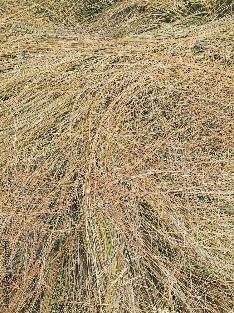 Close up of ornamental grasses Close up of ornamental grasses