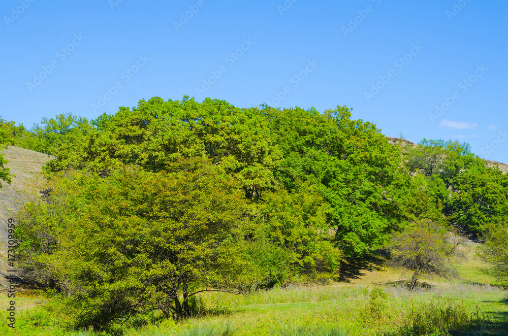 A small mountain is surrounded by green vegetation.