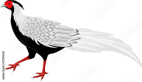 vector silver pheasant