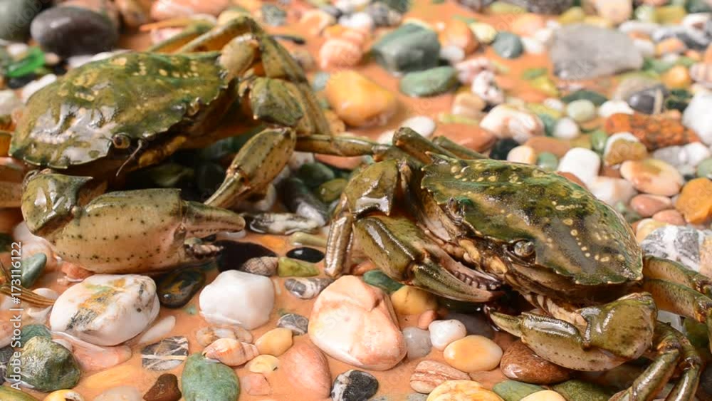 Live crabs. Live crabs.