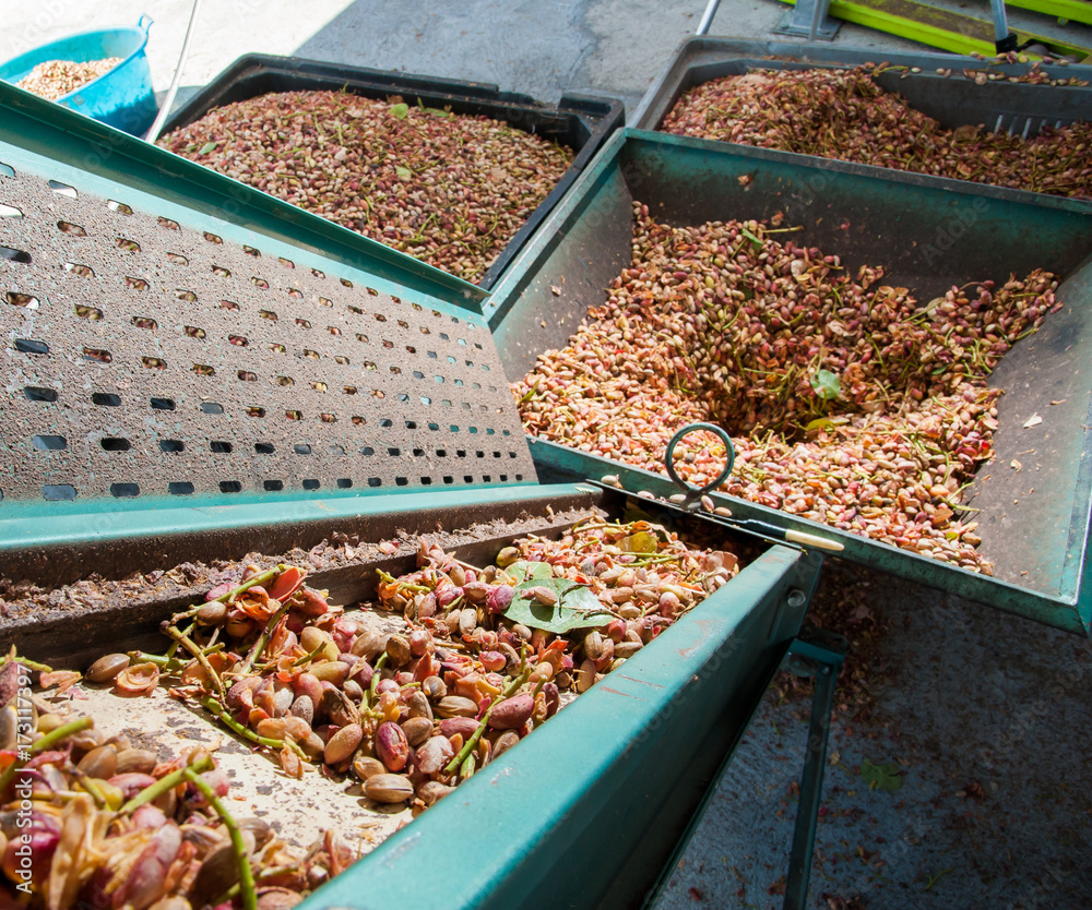Harvest season: conveyor belt of a dehusking machine carrying just picked pistachios, Bronte, Sicily