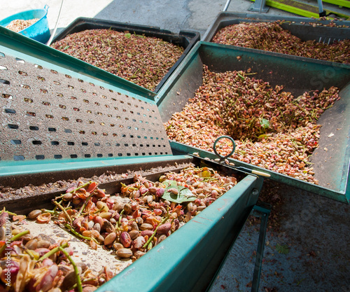 Obraz na płótnie Harvest season: conveyor belt of a dehusking machine carrying just picked pistachios, Bronte, Sicily w salonie