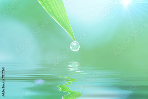 Fresh morning dew on a tree leaf, natural background