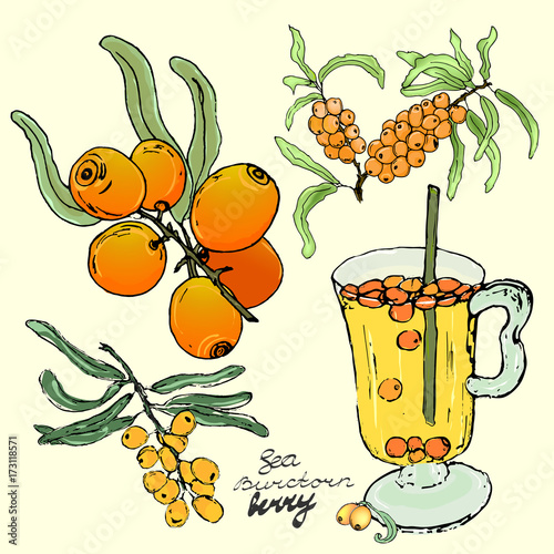 Scented sea-buckthorn berries on a branch, sketch for package design