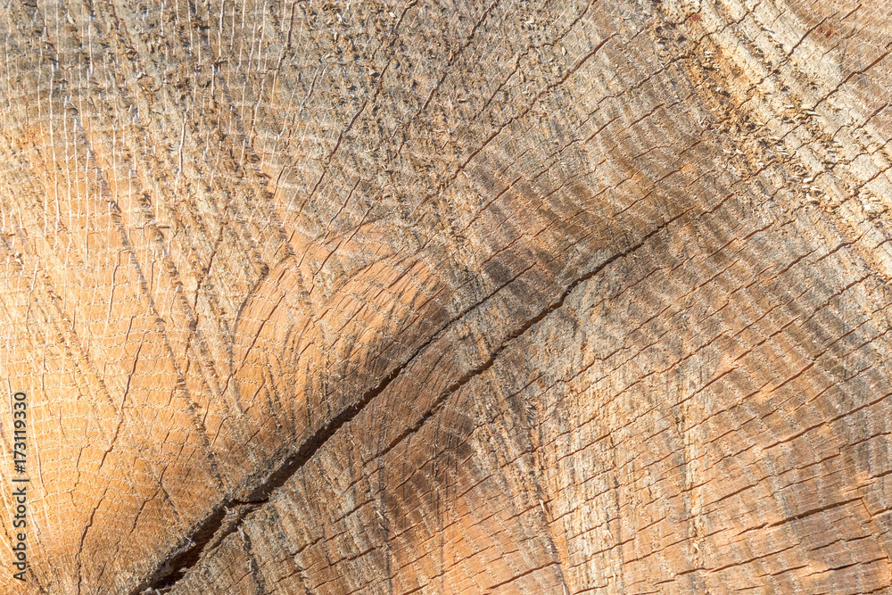 Fototapeta premium Cut log texture.