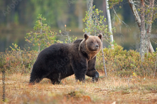 brown bear, ursus arctos, Finland © prochym