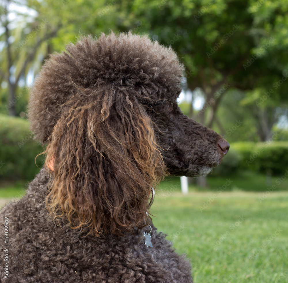 Close-up portrait of a standard poodle - Stock photo Close-up portrait of a standard poodle - Stock photo