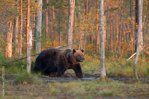 brown bear, ursus arctos, Finland © prochym