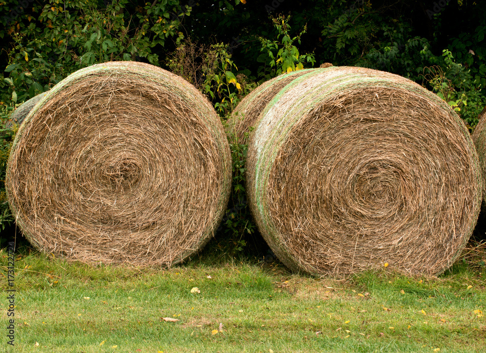 Proces of harvesting, stacked hay bales for feeding animals Proces of harvesting, stacked hay bales for feeding animals
