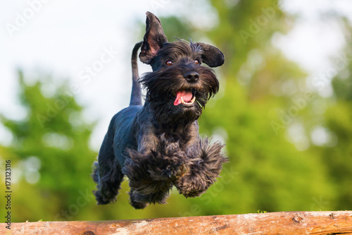 Standard schnauzer jumps over a wooden beam photo