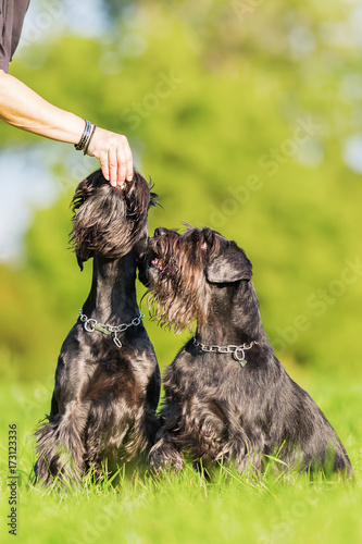 Woman gives her Schnauzer dogs a treat