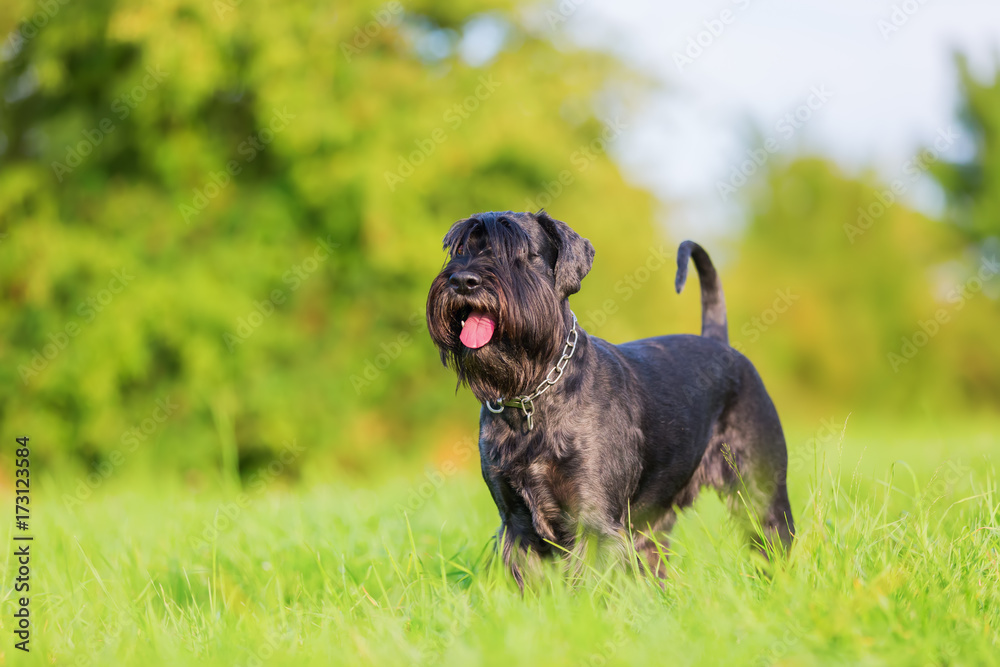 Portrait of a standard schnauzer Portrait of a standard schnauzer