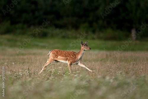fallow deer, dama dama, Czech republic © prochym