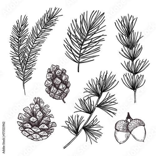 Hand drawn vector illustrations - Forest Autumn collection. Spruce branches, acorns, pine cones. Design elements for invitations, greeting cards, quotes, blogs, posters, prints