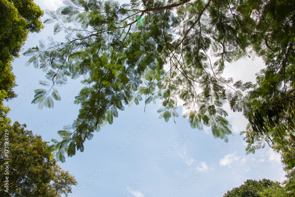 Fototapeta premium green leaf and blue sky