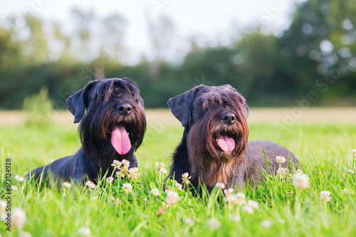 Fototapeta Naklejka Na Ścianę i Meble -  Portrait of two schnauzer dogs outdoors