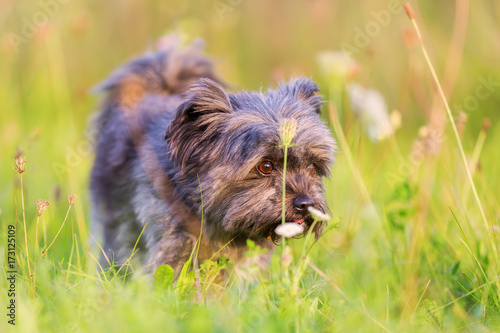 Portrait of a Havanese hybrid