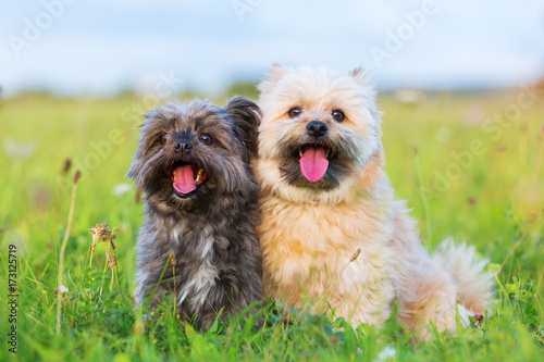 Canvas Print Portrait of two Havanese hybrid dogs