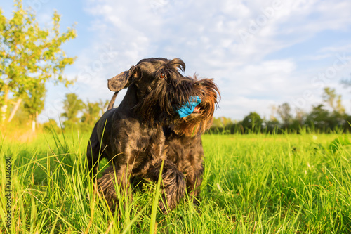 Two schnauzer fight for a treat bag photo