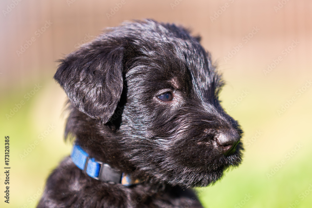 Head portrait of a schnauzer puppy