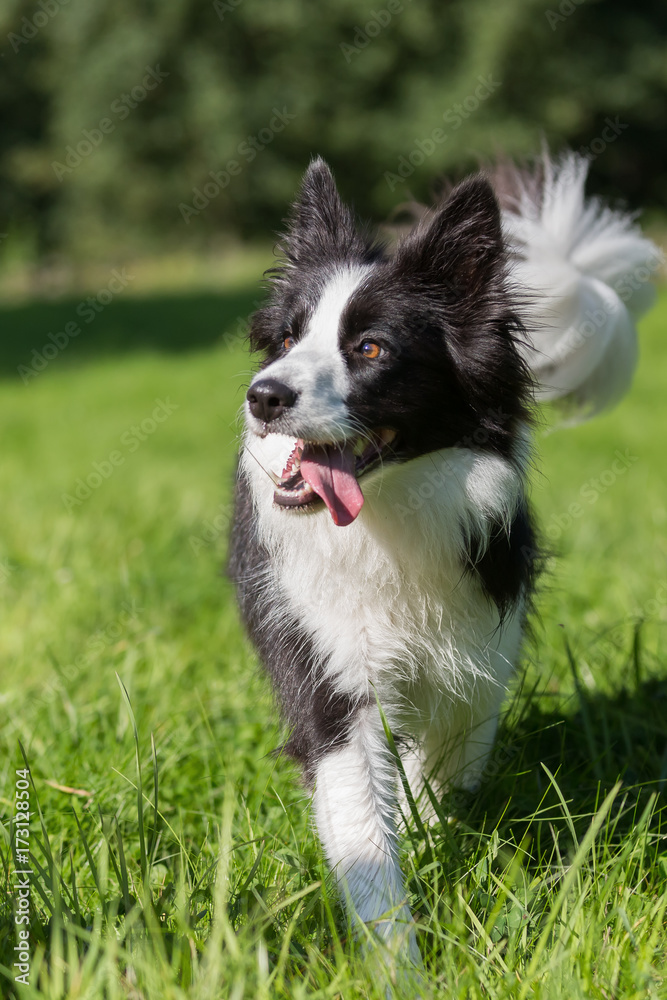 Border Collie walks on the meadow