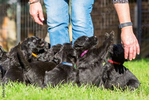 Person with a schnauzer puppy litter