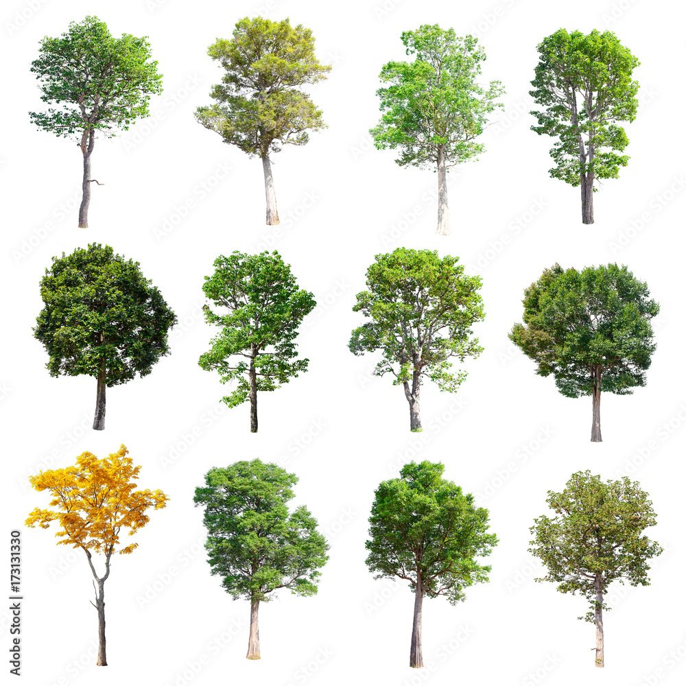 Set of isolated trees on white background. Set of isolated trees on white background.