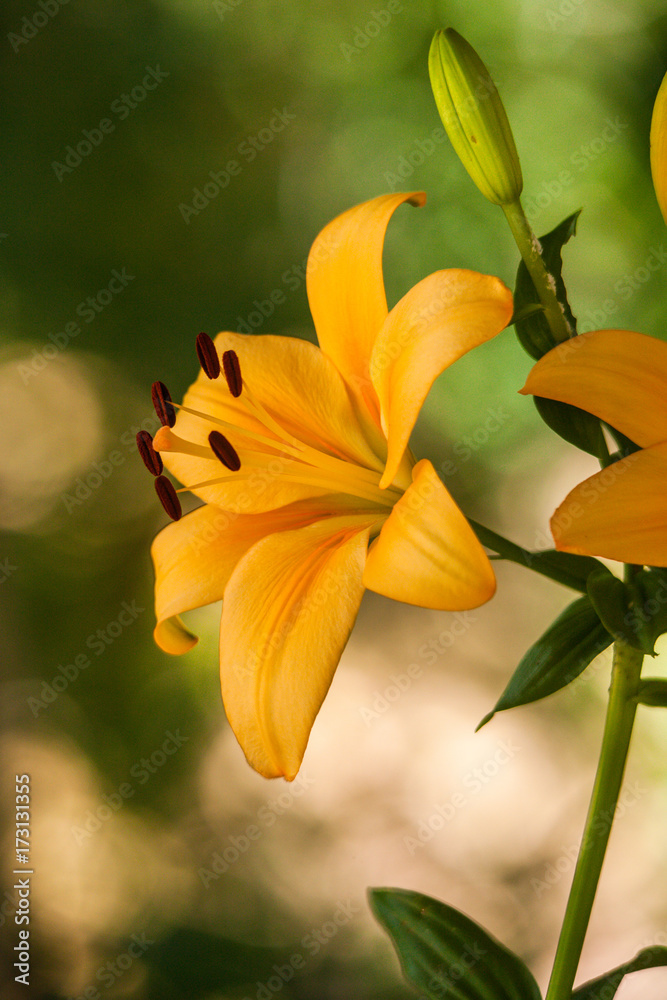 Obraz premium Orange Day Lily