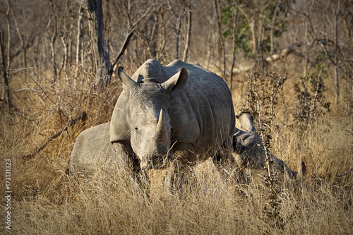 White rhino / rhinoceros, showing off his huge horn. South Africa photo