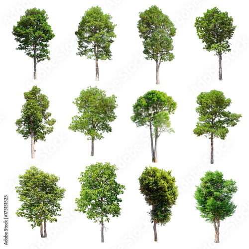 Set of isolated trees on white background.