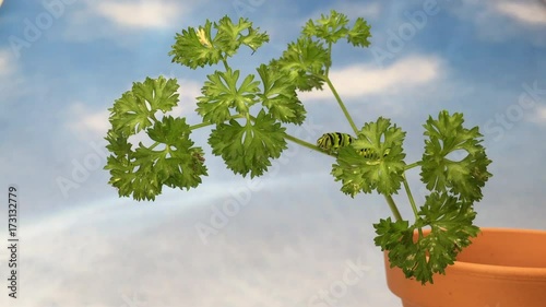 4K HD video of one Black Swallowtail caterpillar,  Papilio polyxenes,  climbing up parsley plant i clay pot,  looking for food. Blue background sky with clouds.  photo