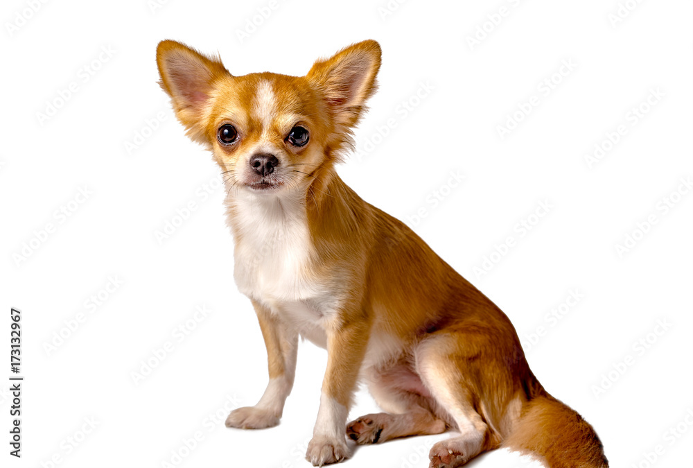 Chihuahua dog sitting on a white background.