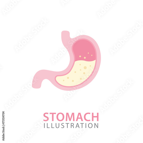 Stomach Organ Anatomy. Human Internal Organs Concept. Vector Illustration
