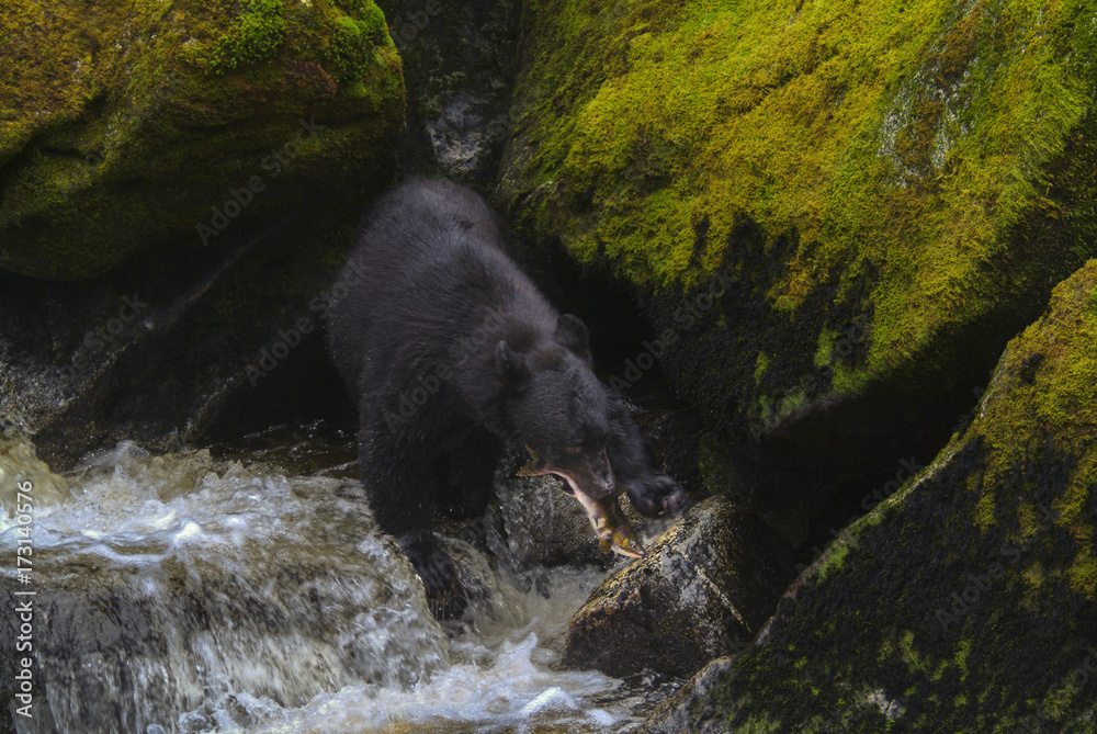 Alaskan Black Bear Hunting Salmon in a River. An Alaskan black bear wades in a river to capture and eat a migrating salmon in a wilderness area of southeast Alaska, USA. Alaskan Black Bear Hunting Salmon in a River. An Alaskan black bear wades in a river to capture and eat a migrating salmon in a wilderness area of southeast Alaska, USA.