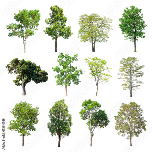 Set of isolated trees on white background.