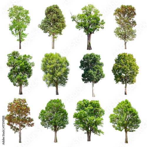 Set of isolated trees on white background.