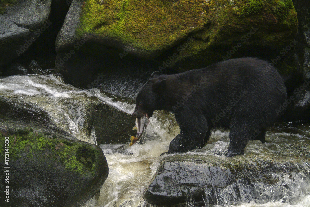 Alaskan Black Bear Hunting Salmon in a River. An Alaskan black bear wades in a river to capture and eat a migrating salmon in a wilderness area of southeast Alaska, USA. Alaskan Black Bear Hunting Salmon in a River. An Alaskan black bear wades in a river to capture and eat a migrating salmon in a wilderness area of southeast Alaska, USA.