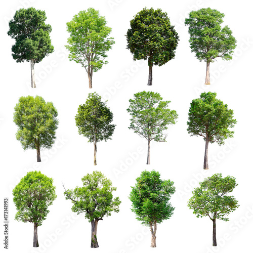 Set of isolated trees on white background.