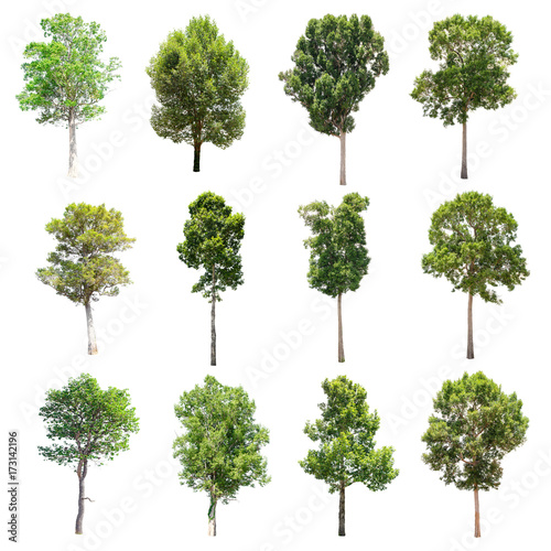 Set of isolated trees on white background.