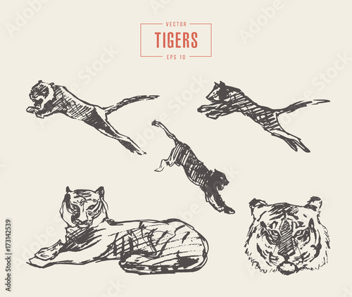 Set tigers drawn vector sketch illustration
