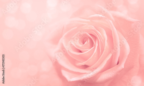 light pink rose and bokeh for soft background use