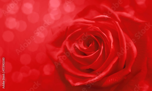 red rose and bokeh for soft background use