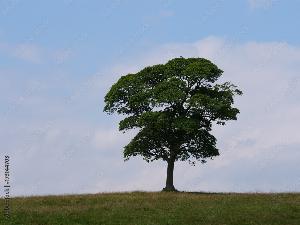 Solitary Tree